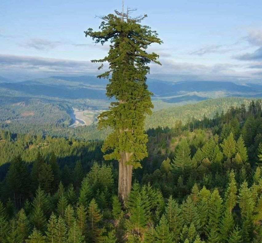 a világ legmagasabb fáját