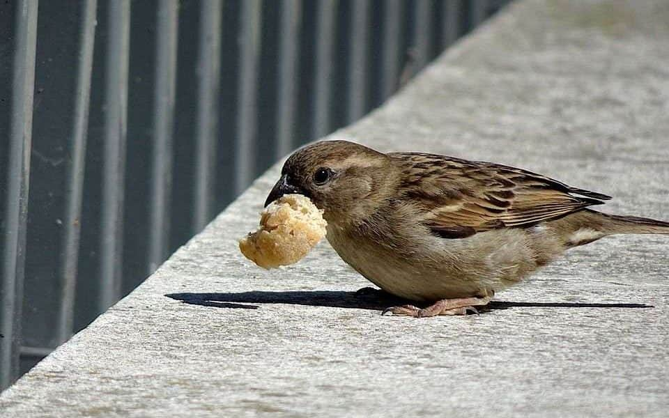 Mivel és hogyan szabad etetni a madarakat?