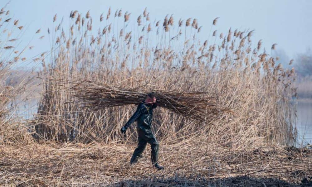 A nap fotója: Nádaratás a Balatonnál