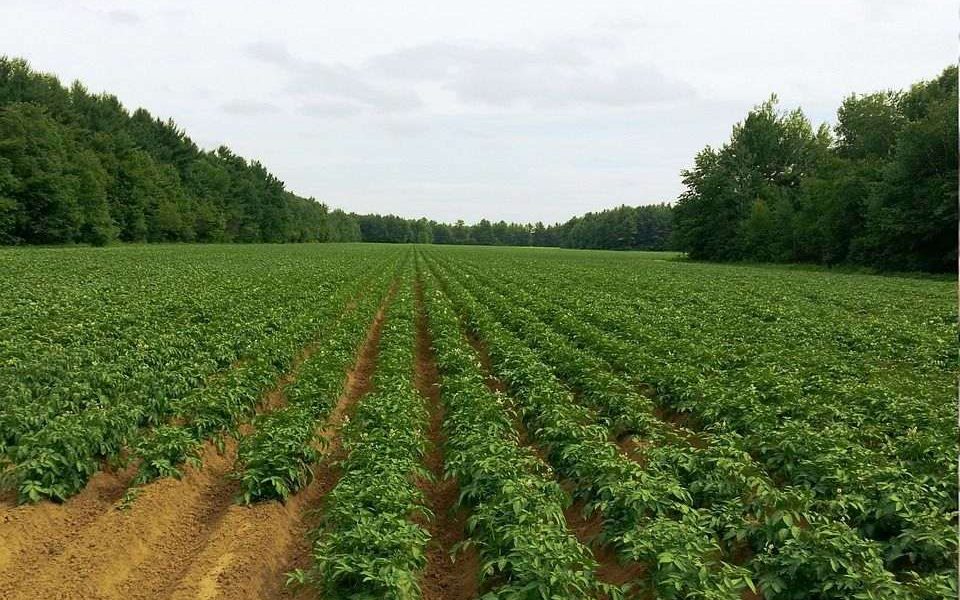 A burgonya megmenekült a burgonyahervadástól