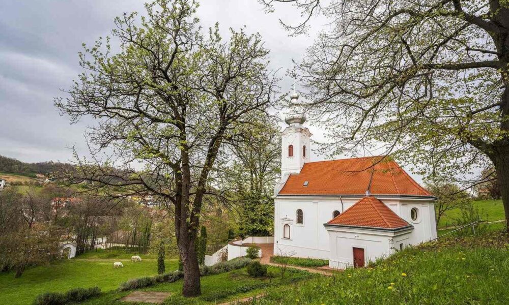 Az év fája lett ez a szakrális kisugárzású szekszárdi berkenyefa