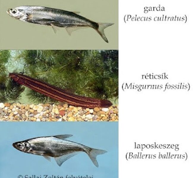 Melyik legyen az év hala: a réticsík, a garda vagy a laposkeszeg? – Szavazz!
