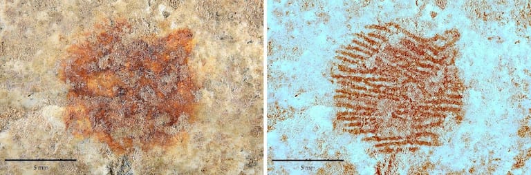Világra szóló felfedezés a 43 ezer éves ujjlenyomat egy neandervölgyi embertől