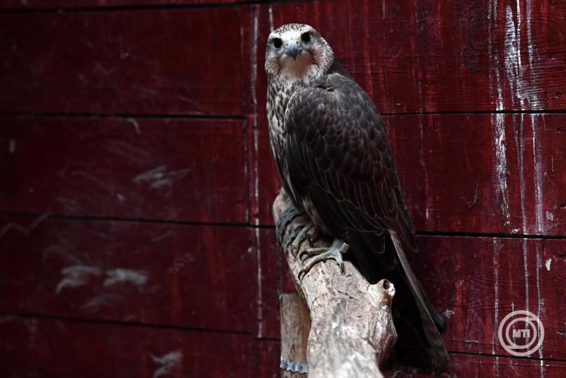 Ismeretlen elkövető söréttel megsebesítette a Hortobágyon Mónikát