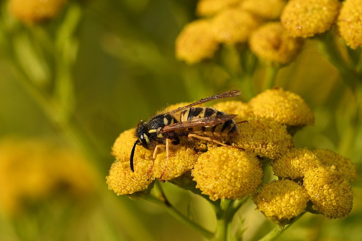 Kiderült, hogyan válogatnak a virágok között a vadméhek