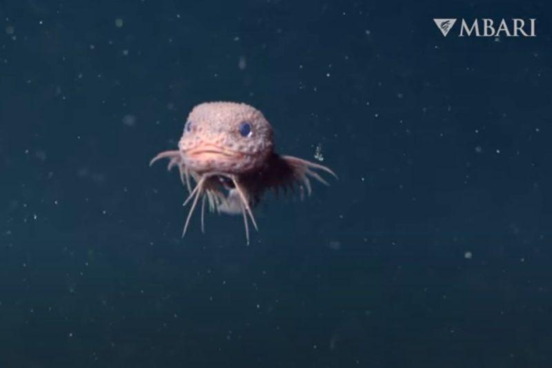 Eddig soha nem látott kék szemű, szakállas csigahal bukkant fel a tengerből