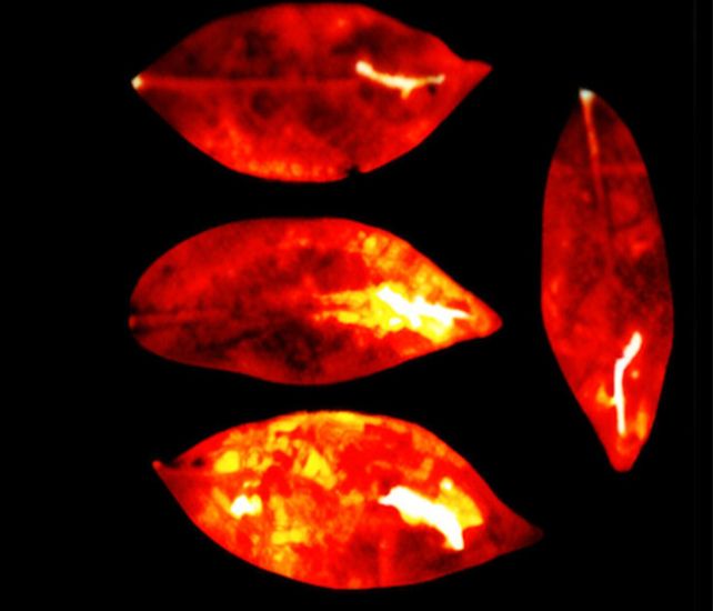 Látható fényt bocsátunk ki, amely eltűnik, amikor meghalunk