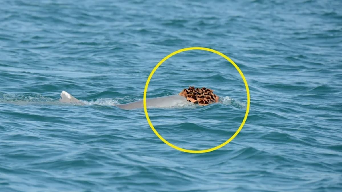 A delfinek tengeri szivacskalapban csábítják el a nőstényeket
