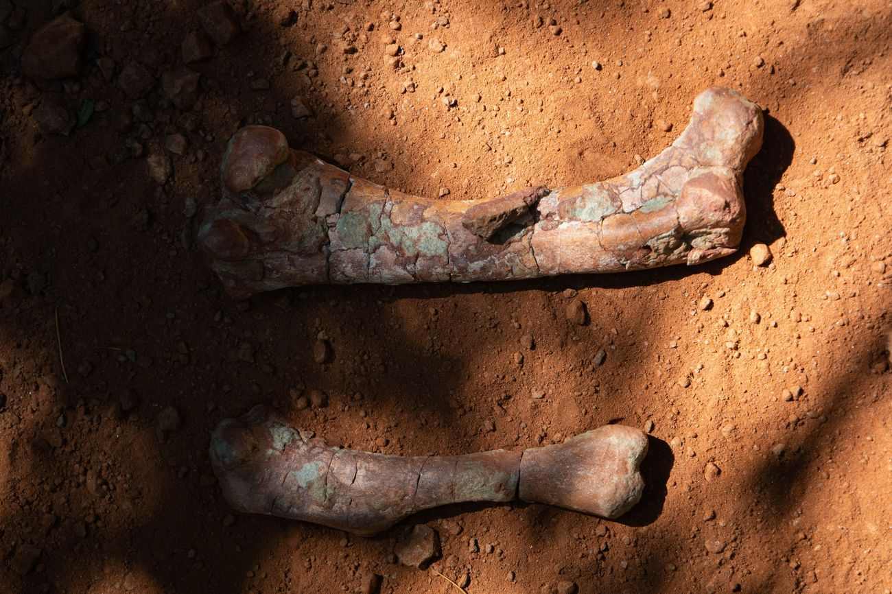 Elképesztő mennyiségű dinoszaurusz-csontot, -koponyát találtak Erdélyben