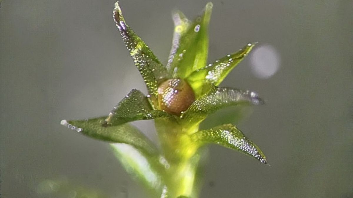 Ez a moha 9 hónapot élt túl sértetlenül a világűr vákuumában