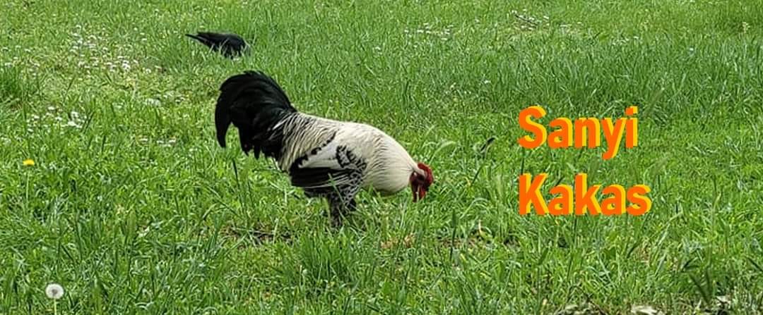 Oscar-díjra esélyes a békéscsabai Sanyi kakas