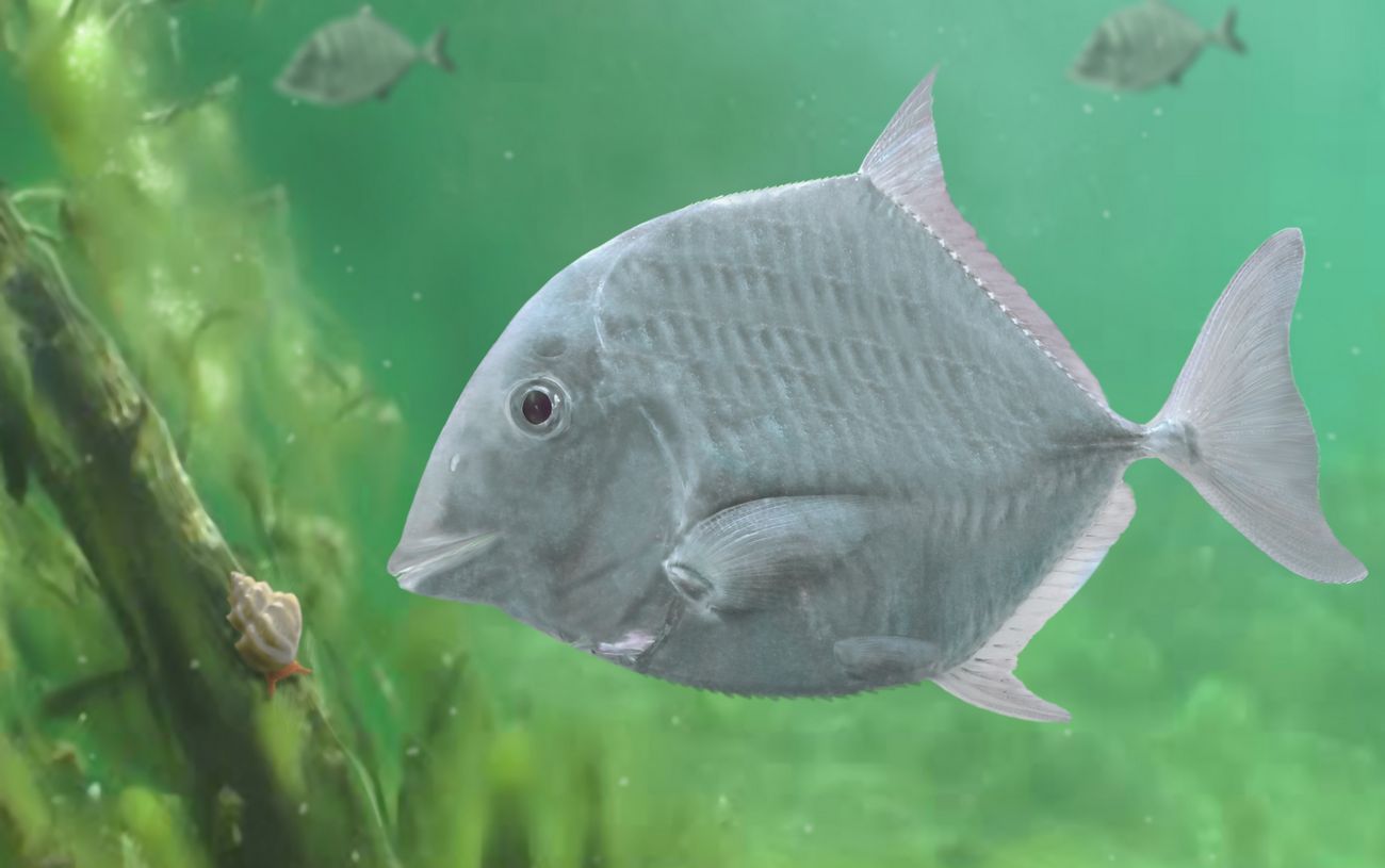 Gyöngysorszerű fogazattal rendelkező őshalfajt fedeztek fel a Bakonyban