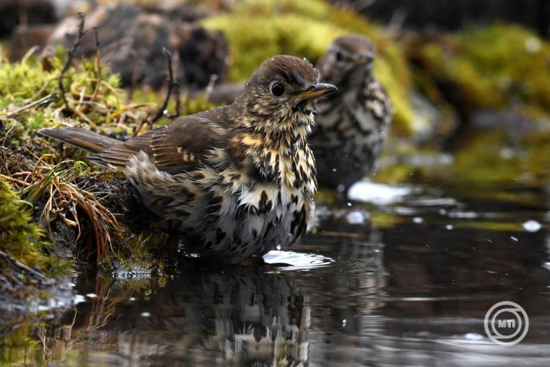 Az énekes rigó nyert az év madara 2026 szavazáson